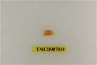 藏品(礁石假團扇蟹)的圖片